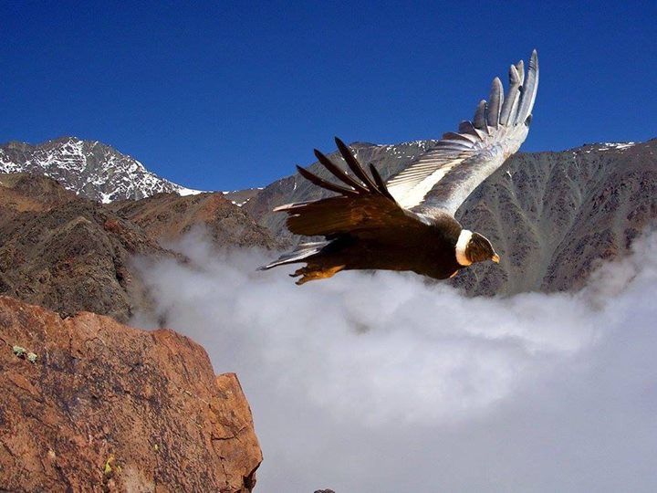Cóndor sobrevolando la Cordillera